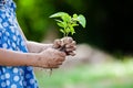 Child little girl hand holding young tree Royalty Free Stock Photo