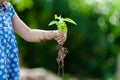 Child little girl hand holding young tree Royalty Free Stock Photo