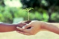 Child little girl and parent holding young plant in hands Royalty Free Stock Photo