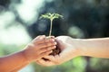 Child little girl and parent holding young plant in hands Royalty Free Stock Photo