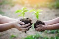 Child little girl and parent holding young plant in hands Royalty Free Stock Photo