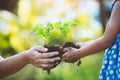 Child little girl and parent holding young plant in hands Royalty Free Stock Photo