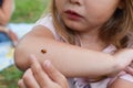 Child little girl playing with a ladybug outdoors outdoor. Royalty Free Stock Photo