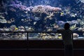 Child looking a big aquarium Royalty Free Stock Photo