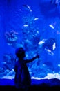 Child is looking at fishes in oceanarium Royalty Free Stock Photo