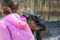 Child looking at goat outdoors behind the bars in zoological garden Royalty Free Stock Photo
