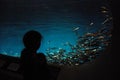 Child looking at sardines in tank at Monterey Bay Aquarium