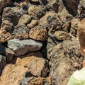 Child looks at Canary lizard - Gallotia galloti that resting on volcanic lava stone. The lizard stares at the boy and chewing Royalty Free Stock Photo