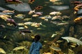 Child looks at the sea fish in aquarium
