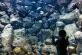 Child looks at the sea fish in aquarium