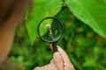 The child looks at the snail through a magnifying glass. Selective focus. Royalty Free Stock Photo