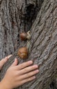 The child looks at the snail. Selective focus. Royalty Free Stock Photo