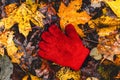 child lost dirty glove mitten among the fallen maple leaves