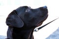 Child loving labrador - family pet portrait