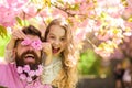 Child and man with tender pink flowers in beard. Girl with dad near sakura flowers on spring day. Father and daughter on