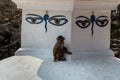 Child monkey enjoying the showdow provided through one of the stupa in Swayambhunath