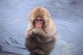 Child monkey in hot spring