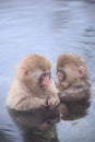 Child monkey in hot spring