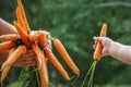 Child and mothers hands holding a bundle of carrots. Royalty Free Stock Photo