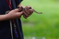 Child with muddy hands holding small Garter Snake