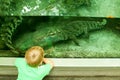 Child observing crocodile on the aquarium of the Zoo Zurich