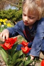 Child observing tulips in garden