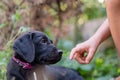 Child offering a hand to an adorable black labrador retriever puppy