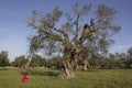 Child and olive tree