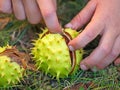 Child opens mature chestnut