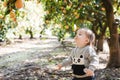 Child and oranges, boy picks oranges, fruit orange grove, organic farm, Israel Royalty Free Stock Photo