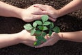 Child and parent hand planting young tree on black soil together Royalty Free Stock Photo