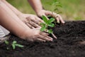 Child and parent hand planting young tree on black soil together Royalty Free Stock Photo