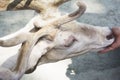 A child petting a dear in a zoo Royalty Free Stock Photo