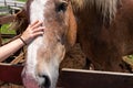 Petting a Farm Horse at Petting Zoo Royalty Free Stock Photo