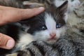 child is petting a little black and white kitten Royalty Free Stock Photo