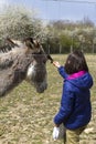 Child petting a Mediterranean donkey through his fence, springtime