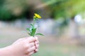 The child picked a flower and wants to give it. A flower in the hands of children. Royalty Free Stock Photo