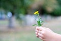 The child picked a flower and wants to give it. A flower in the hands of children. Royalty Free Stock Photo