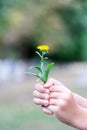 The child picked a flower and wants to give it. A flower in the hands of children. Royalty Free Stock Photo