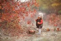 Cute little girl with a basket of red apples in the fall in the park Royalty Free Stock Photo