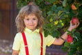 Child picking apples on backyard in orchard garden. Kids with apple at fall harvest. Outdoor fun for children. Healthy Royalty Free Stock Photo