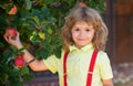 Child picking apples on backyard in orchard garden. Kids with apple at fall harvest. Outdoor fun for children. Healthy Royalty Free Stock Photo