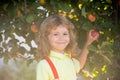 Child picking apples on backyard. Portrait of smiling kid boy in orchard apple garden.