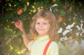 Child picking apples on backyard. Portrait of smiling kid boy in orchard apple garden.
