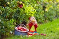 Child picking apples on farm Royalty Free Stock Photo