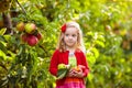 Child picking apples on farm Royalty Free Stock Photo