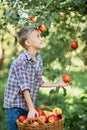 Child picking apples on farm in autumn. Boy playing in tree orchard. Healthy nutrition.