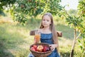 Child picking apples on farm in autumn. Little girl playing in apple tree orchard. Healthy nutrition Royalty Free Stock Photo