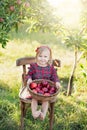 Child picking apples on farm in autumn. Little girl playing in apple tree orchard. Healthy nutrition Royalty Free Stock Photo