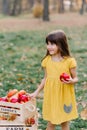 Child picking apples on farm in autumn. Little girl playing in apple tree orchard. Healthy nutrition Royalty Free Stock Photo